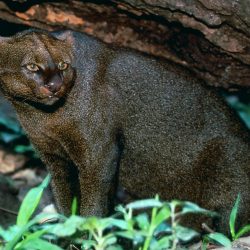 Jaguarundi
