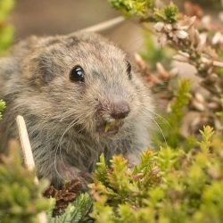 Lemming Lemming