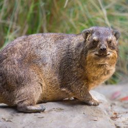 Rock-Hyrax-JEP_6286- Rock-Hyrax-JEP_6286-