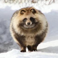 Tanuki