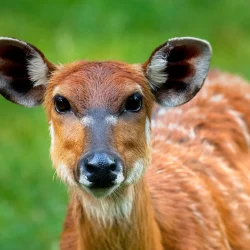 sitatunga sitatunga